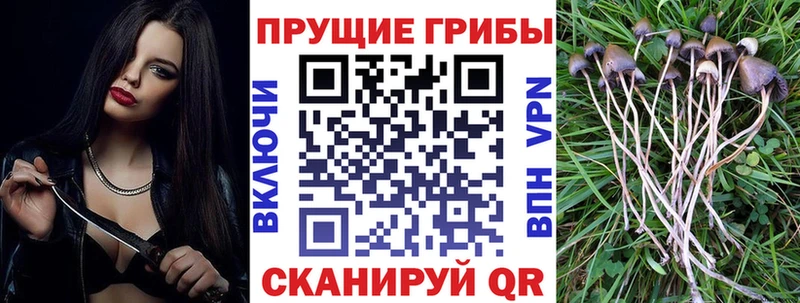 hydra маркетплейс  Тутаев  Псилоцибиновые грибы GOLDEN TEACHER 